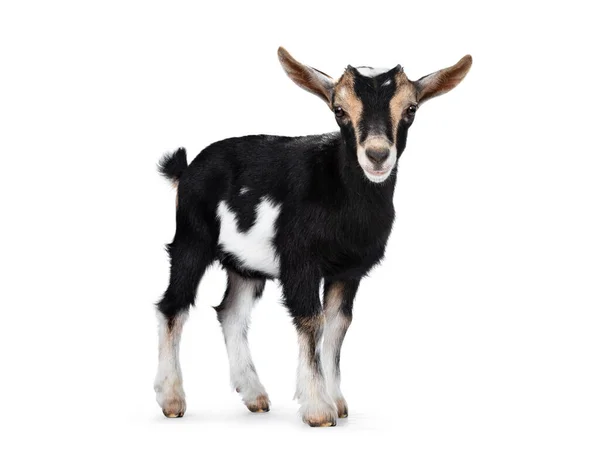 Black Baby Goat White Brown Spots Standing Side Ways Head — Stock Photo, Image