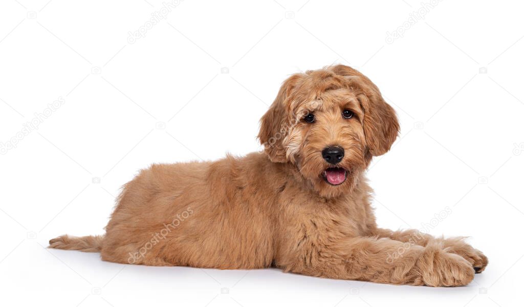 Cute 4 months young Labradoodle dog, laying down side ways. Looking at camera with shiny eyes. Isolated on white background. Mouth open, tongue out.