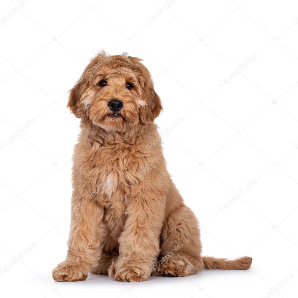 Cute 4 months young Labradoodle dog, sitting side ways. Looking at camera with shiny eyes. Isolated on white background.