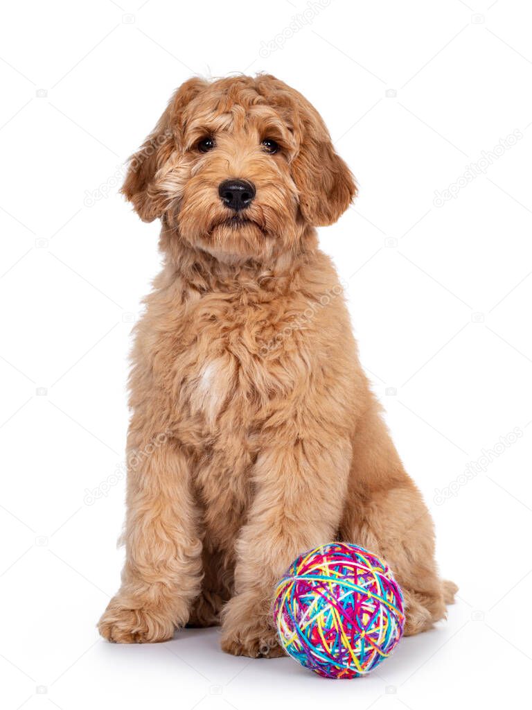 Cute 4 months young Labradoodle dog, sitting facing front with wire ball. Looking at camera with shiny eyes. Isolated on white background.