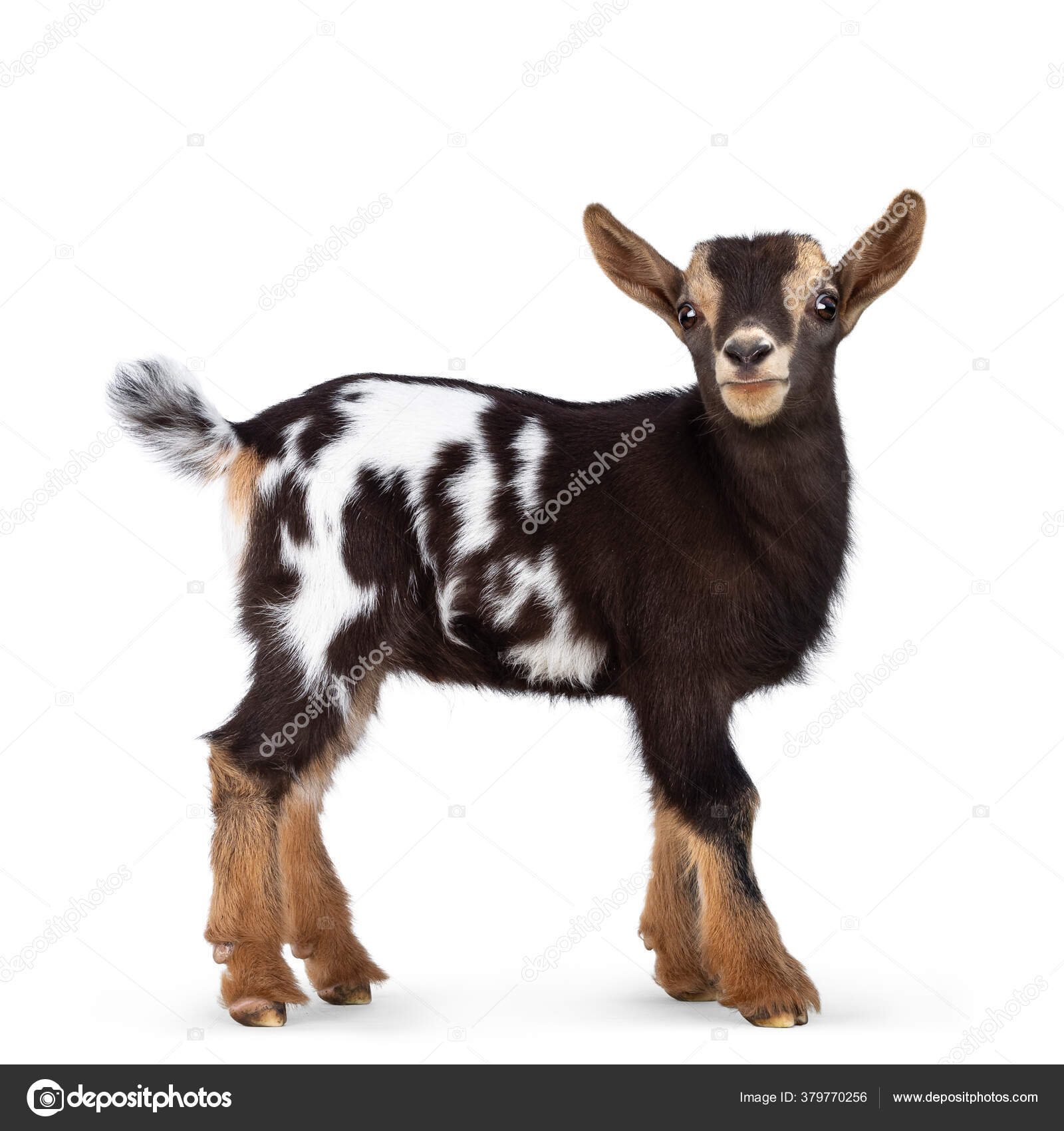 Cute Brown White Spotted Belly Baby Pygmy Goat Standing Side Stock Photo By C Nynkevanholten