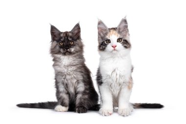 2 sevimli tortie ve siyah duman Maine Rakun kedi yavruları, yan yana oturuyorlar. Kameraya bakıyorum. Beyaz arkaplanda izole.