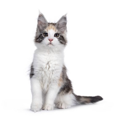 Adorabe maskeli tortie Maine Rakun kedi yavrusu, önde oturuyor. Doğrudan kamera şakalarına bakıyorum. Beyaz arkaplanda izole.
