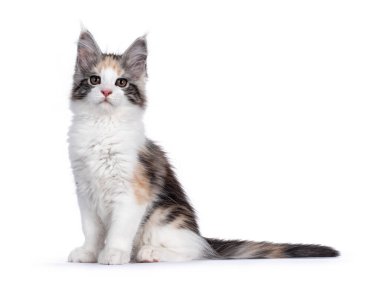 Adorabe maskeli Tortie Maine Rakun kedi yavrusu, yan yana oturuyor. Doğrudan kamera şakalarına bakıyorum. Beyaz arkaplanda izole.