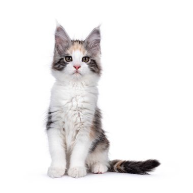 Adorabe maskeli tortie Maine Rakun kedi yavrusu, önde oturuyor. Doğrudan kamera şakalarına bakıyorum. Beyaz arkaplanda izole.