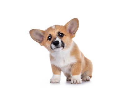 Sevimli Galli Corgi Pembroke köpek yavrusu, yan yana oturuyor. Parlak gözlerle kameraya bakıyor ve başını eğiyor. Beyaz arkaplanda izole.