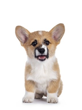 Sevimli Galli Corgi Pembroke köpek yavrusu, kameraya bakıyor. Parlak gözlerle doğrudan kameraya bakıyor. Beyaz arka planda izole edilmiş. Ağzını aç..