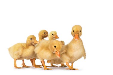 3 günlük şirin Pekin ördek yavruları kameraya doğru yürüyorlar. Beyaz arkaplanda izole.