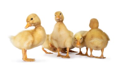 3 günlük sevimli Pekin ördek yavruları kameraya doğru yan yana duruyor. Beyaz arkaplanda izole.