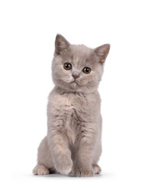 Şirin leylak turşulu İngiliz Shorthair kedi yavrusu, önde oturuyor. Yuvarlak kahverengi gözlerle kameraya doğru bakıyor. Beyaz arkaplanda izole.