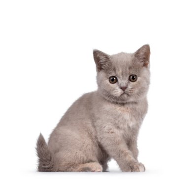 Şirin leylak turşulu İngiliz Shorthair kedi yavrusu, yan yana oturuyor. Yuvarlak kahverengi gözlü kameraya bakıyorum. Beyaz arkaplanda izole.