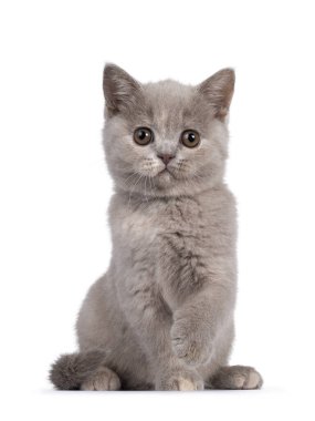 Şirin leylak turşulu İngiliz Shorthair kedi yavrusu, bir pençesi havada ön tarafta oturuyor. Yuvarlak kahverengi gözlü kameraya bakıyorum. Beyaz arkaplanda izole.