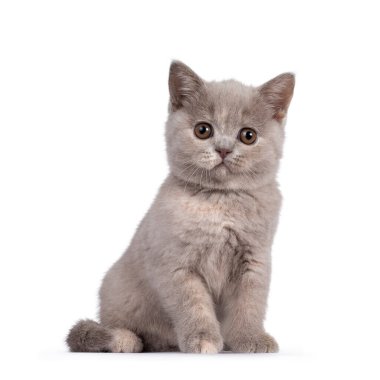 Şirin leylak turşulu İngiliz Shorthair kedi yavrusu, önde oturuyor. Yuvarlak kahverengi gözlü kameraya bakıyorum. Beyaz arkaplanda izole.