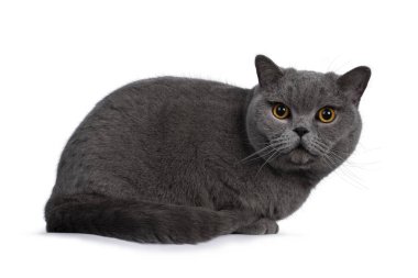 Yakışıklı, mavi erkek, İngiliz Shorthair kedisi, yan yana yatıyor. Büyük yuvarlak turuncu gözlü kameraya bakıyorum. Beyaz arkaplanda izole.