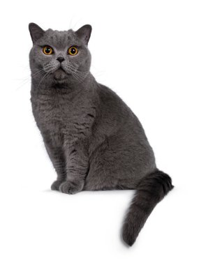 Yakışıklı, mavi erkek, İngiliz Shorthair kedisi, yan yana oturuyor. Kameraya büyük yuvarlak turuncu gözleri ve şirin bir kafası var. Beyaz arkaplanda izole.