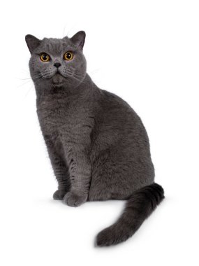 Yakışıklı, mavi erkek, İngiliz Shorthair kedisi, yan yana oturuyor. Kameraya büyük yuvarlak turuncu gözleri ve şirin bir kafası var. Beyaz arkaplanda izole.