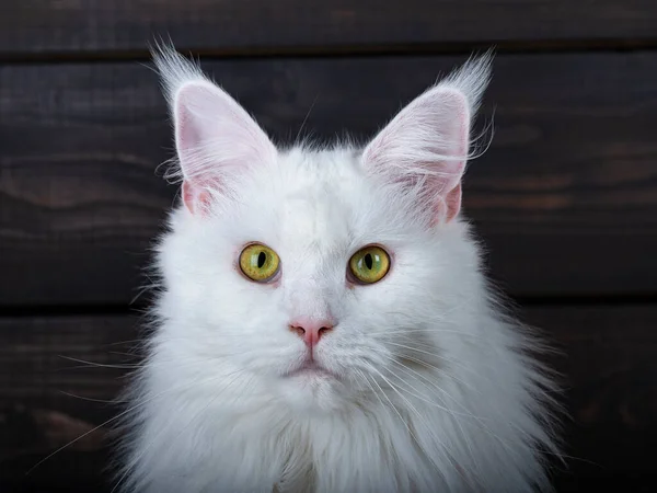 Foto Cabeza Lindo Joven Blanco Sólido Maine Coon Gato Mirando —  Fotos de Stock