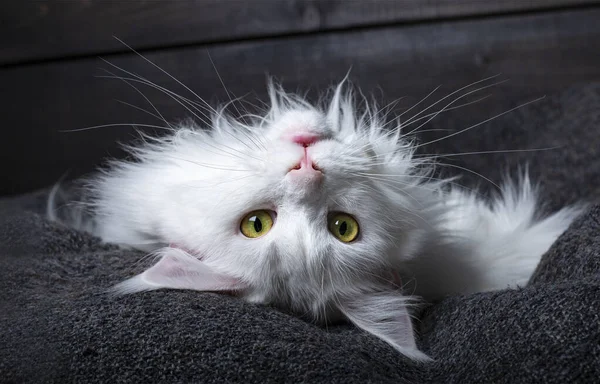 Cabeza Lindo Joven Blanco Sólido Maine Coon Gato Acostado Boca —  Fotos de Stock