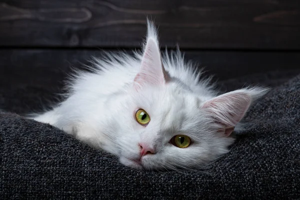 Foto Cabeza Lindo Joven Blanco Sólido Maine Coon Gato Acostado —  Fotos de Stock