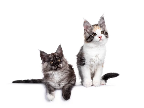 Cute Tortie Humo Negro Maine Coon Gatos Sentados Colocados Lado — Foto de Stock