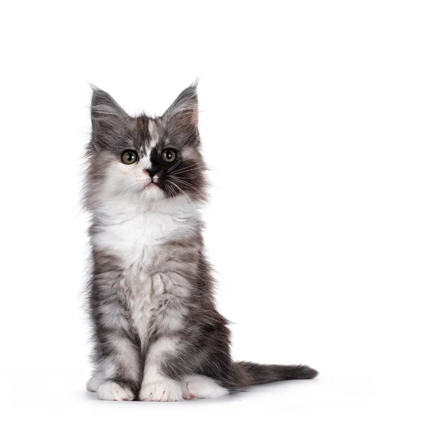 Bellamente Parcheado Maine Coon Gato Gatito Sentado Frente Cabeza Vuelta —  Fotos de Stock