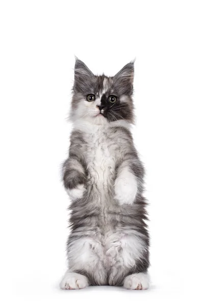 Beautifully Patched Maine Coon Cat Kitten Sitting Facing Front Hind — Stock Photo, Image