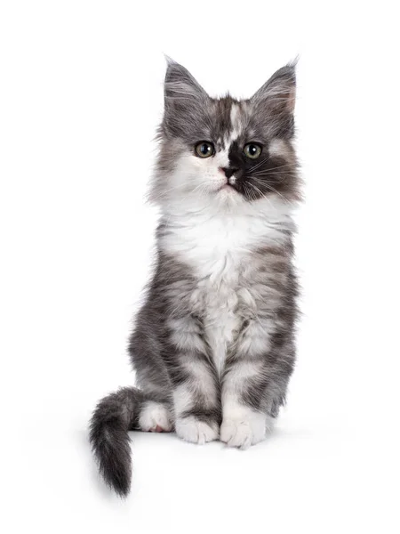 Beautifully Patched Maine Coon Cat Kitten Sitting Facing Front Edge — Stock Photo, Image