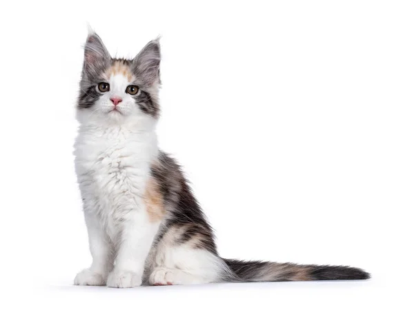 Adorabe Zamaskowany Tortie Maine Coon Kot Kotek Siedzi Boczne Drogi — Zdjęcie stockowe