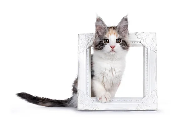 Adorabe Masked Tortie Maine Coon Cat Kitten Stepping White Photo — Stock Photo, Image