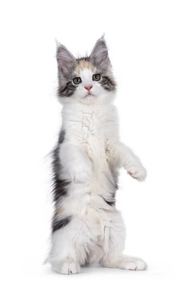 Adorabe Masked Tortie Maine Coon Cat Kitten Sitting Hind Paws — Stock Photo, Image