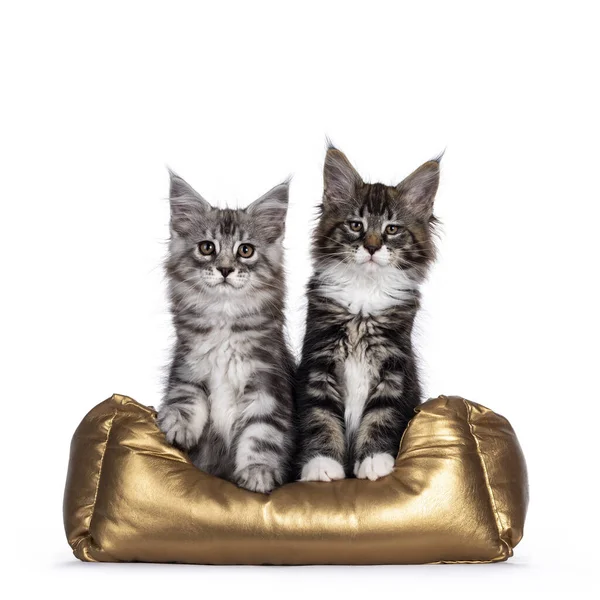 Ezüst Fekete Tabby Maine Mosómedve Macska Cica Együtt Ban Aranykosár — Stock Fotó