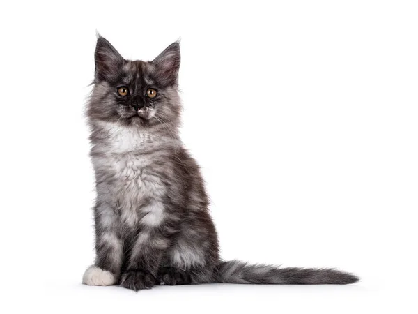 Majestätisk Svart Rök Maine Coon Katt Kattunge Sitter Sida Vid — Stockfoto