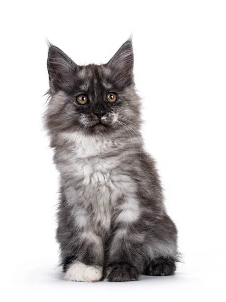 Majestic Black Smoke Maine Coon Cat Kitten Sitting Facing Front — Stock Photo, Image