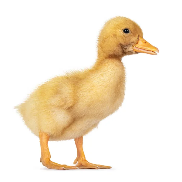 Cute Day Old Peking Duckling Standing Side Ways Isolated White — Stock Photo, Image