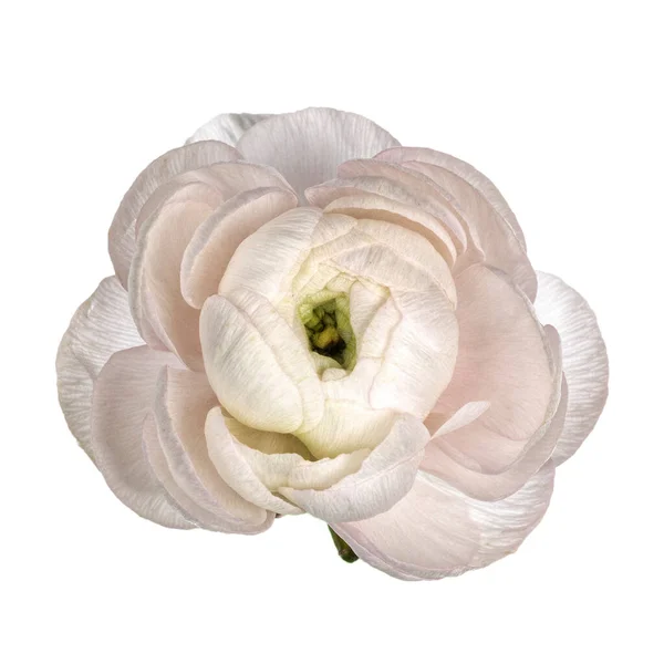 Vista Superior Única Rosa Macia Peony Rosa Isolado Fundo Branco — Fotografia de Stock