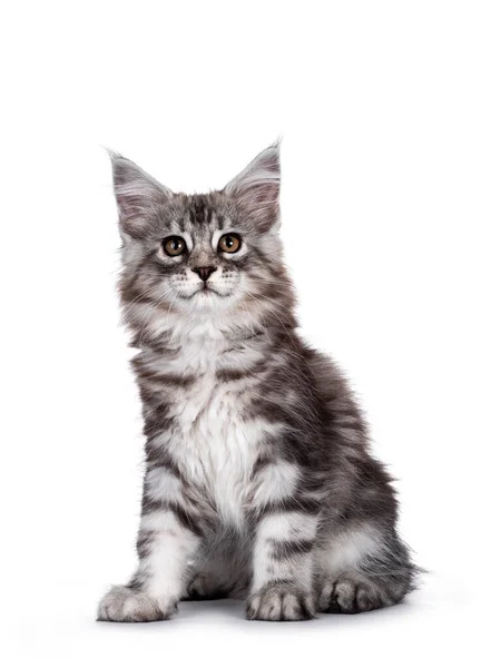 Söt Svart Tabby Silver Leende Maine Coon Katt Kattunge Sitter — Stockfoto