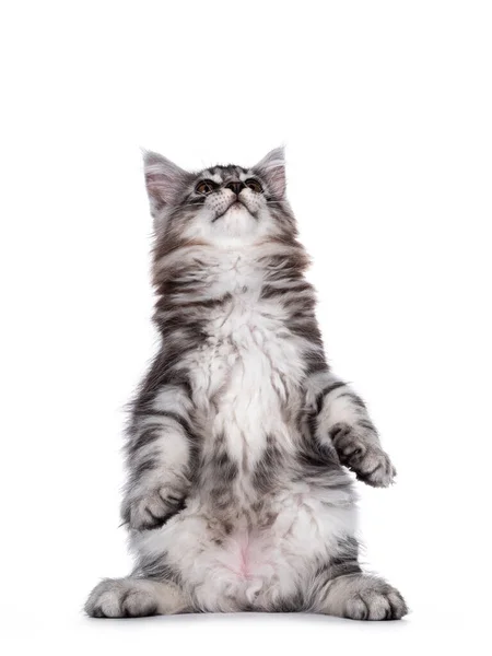 Bonito Preto Tabby Prata Sorrindo Maine Coon Gato Gatinho Sentado — Fotografia de Stock