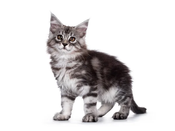 Cute Black Tabby Silver Smiling Maine Coon Cat Kitten Standing — Stock Photo, Image