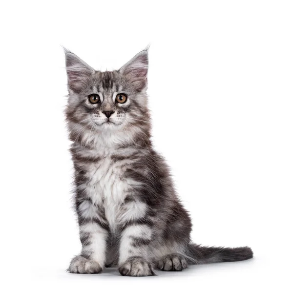 Niedliches Schwarz Gestromtes Silbernes Lächelndes Maine Coon Katzenkätzchen Sitzend Mit — Stockfoto