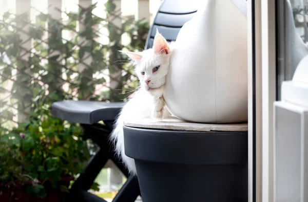 Guapo Blanco Sólido Maine Coon Gato Acostado Fuera Caja Plástico —  Fotos de Stock