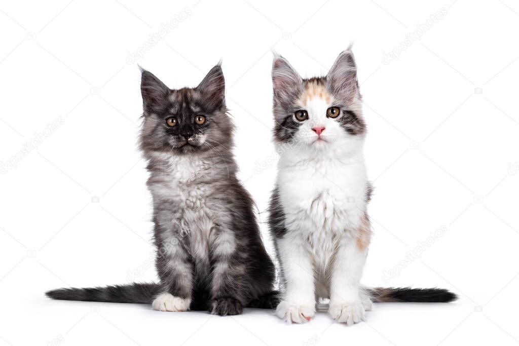2 Cute tortie  and black smoke Maine Coon cat kittens, sitting beside eachother. Looking to the camera. Isolated on white background.