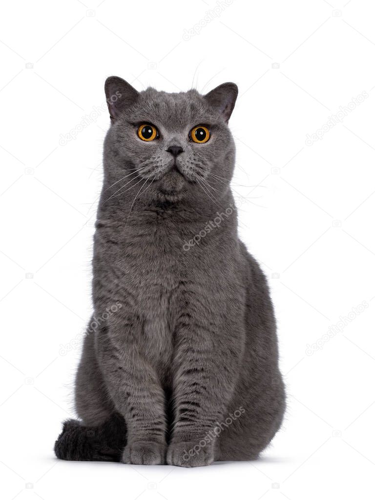 Handsome adult blue male British Shorthair cat, sitting up facing front Looking away from camera with big round orange eyes. Isolated on white background.