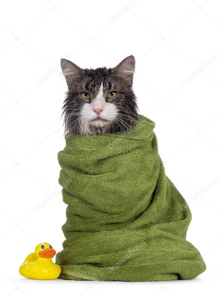 Wet freshly washed adult Norwegian Forestcat, sitting facing front wrapped up in green towel and beside a yellow plastic toy duck. Looking annoyed to camera. Isolated on white background.