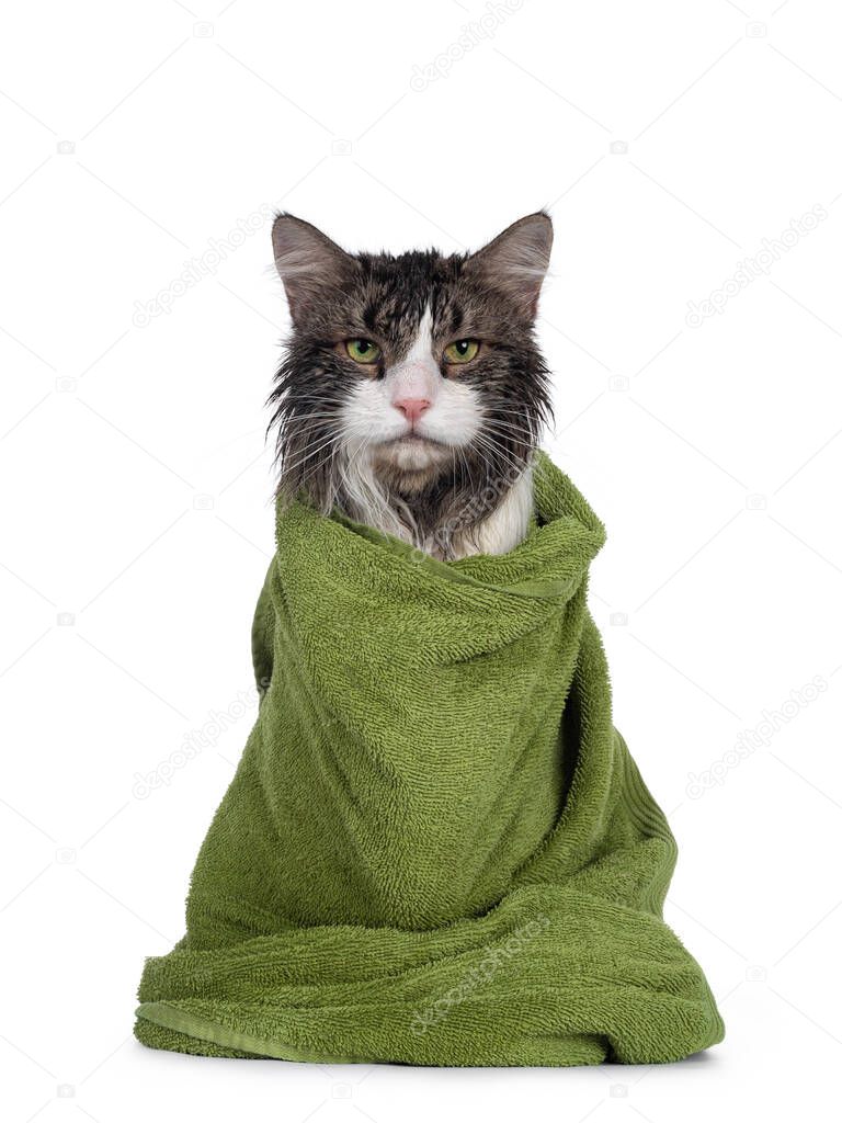 Wet freshly washed adult Norwegian Forestcat, sitting facing front wrapped up in green towel. Looking annoyed to camera. Isolated on white background.