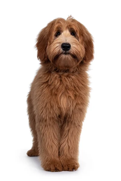 Cachorrinho Cão Labradoodle Vermelho Abreviado Adorável Virado Para Frente Olhando — Fotografia de Stock