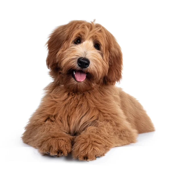 Sevimli kırmızı / abricot Labradoodle köpek yavrusu, yüzükoyun uzanmış, parlak siyah gözlerle kameraya bakıyor. Beyaz arka planda izole edilmiş. Ağzın açık, dilin açık ve tatlı başın eğik.