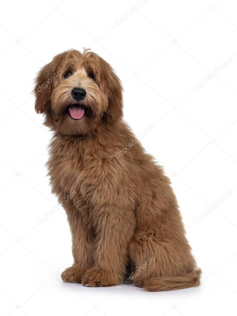 Adorable red / abricot Labradoodle dog puppy, sitting side ways, looking towards camera with shiny dark eyes. Isolated on white background.