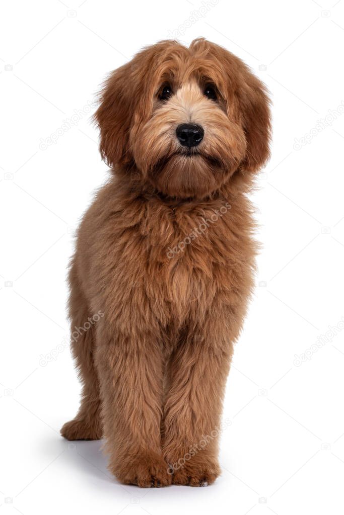 Adorable red / abricot Labradoodle dog puppy, standing facing front, looking towards camera with shiny dark eyes. Isolated on white background.