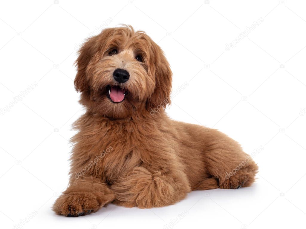 Adorable red / abricot Labradoodle dog puppy, laying down facing front, looking towards camera with shiny dark eyes. Isolated on white background. Mouth open showing tongue and cute head tilt