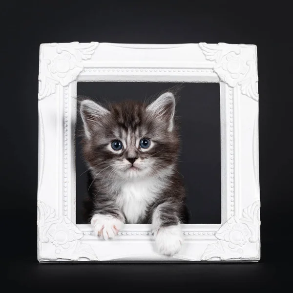 Adorable Week Old Black Silver Tabby Maine Coon Cat Kitten — Stock Photo, Image